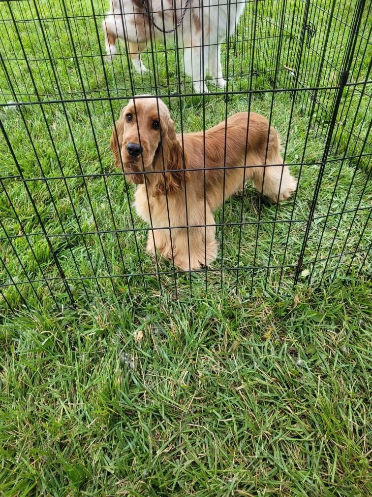 Wrenwood Cavalier King Charles Spaniel