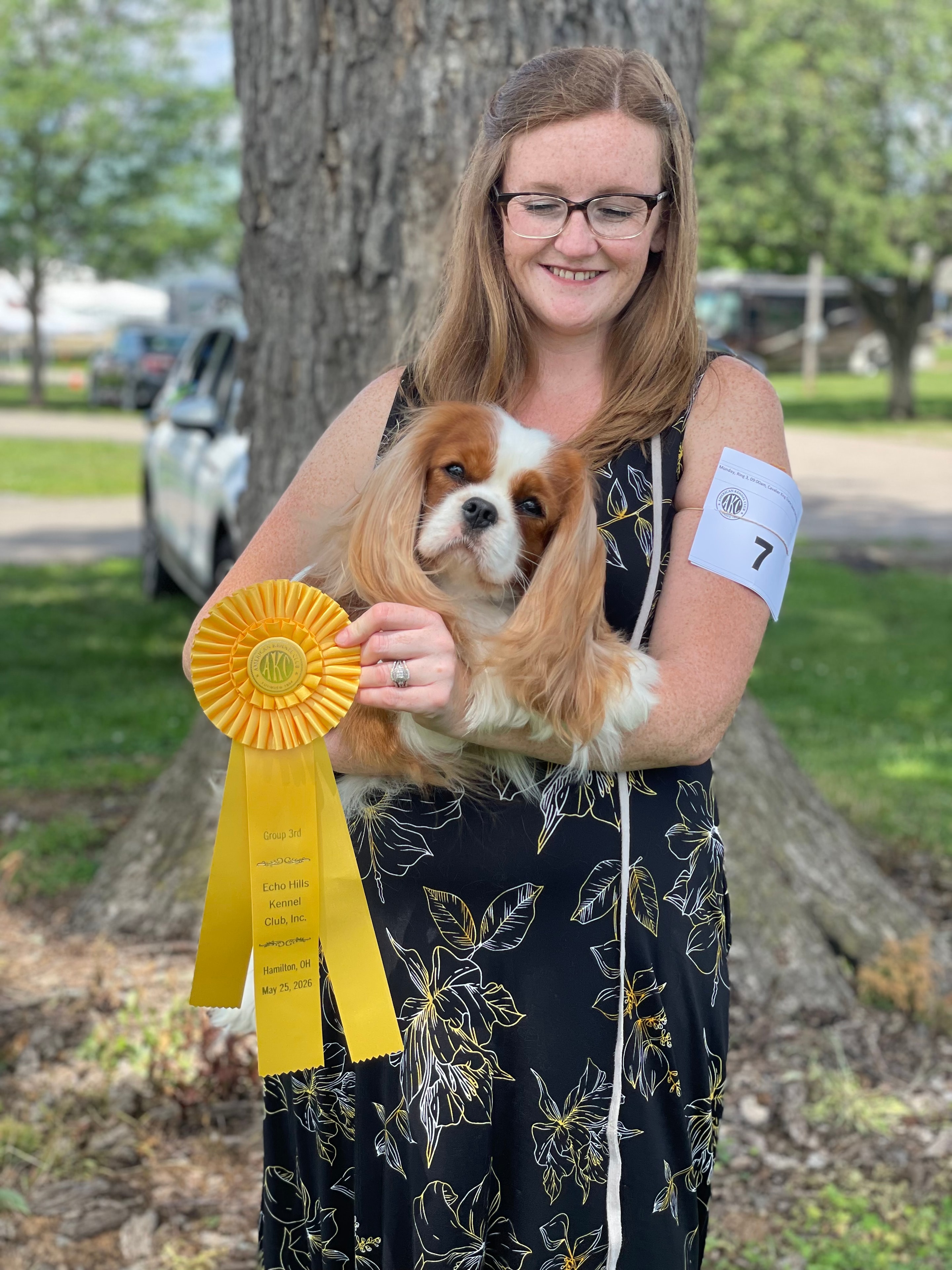 Cavalier King Charles Spaniel with award ribbons at a dog show