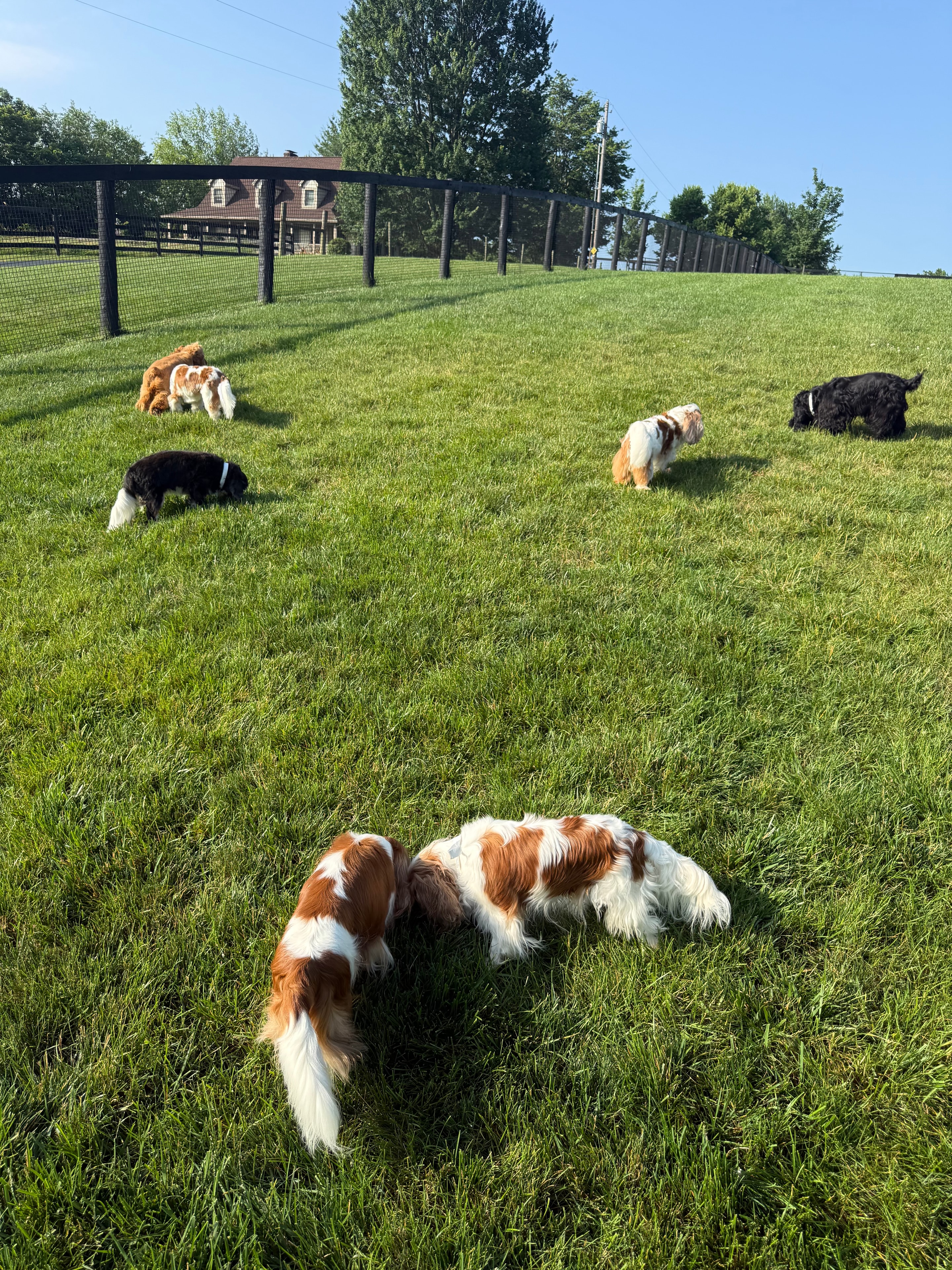 Cavalier King Charles Spaniel on an autumn countryside walk