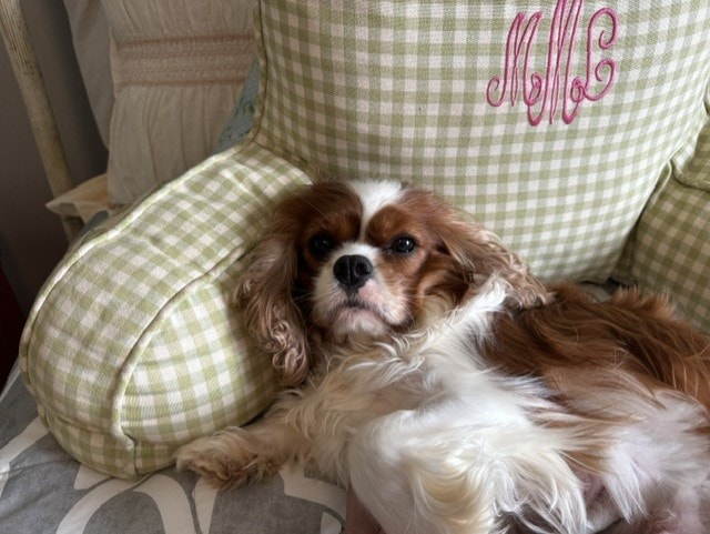Cavalier King Charles Spaniel relaxing at home
