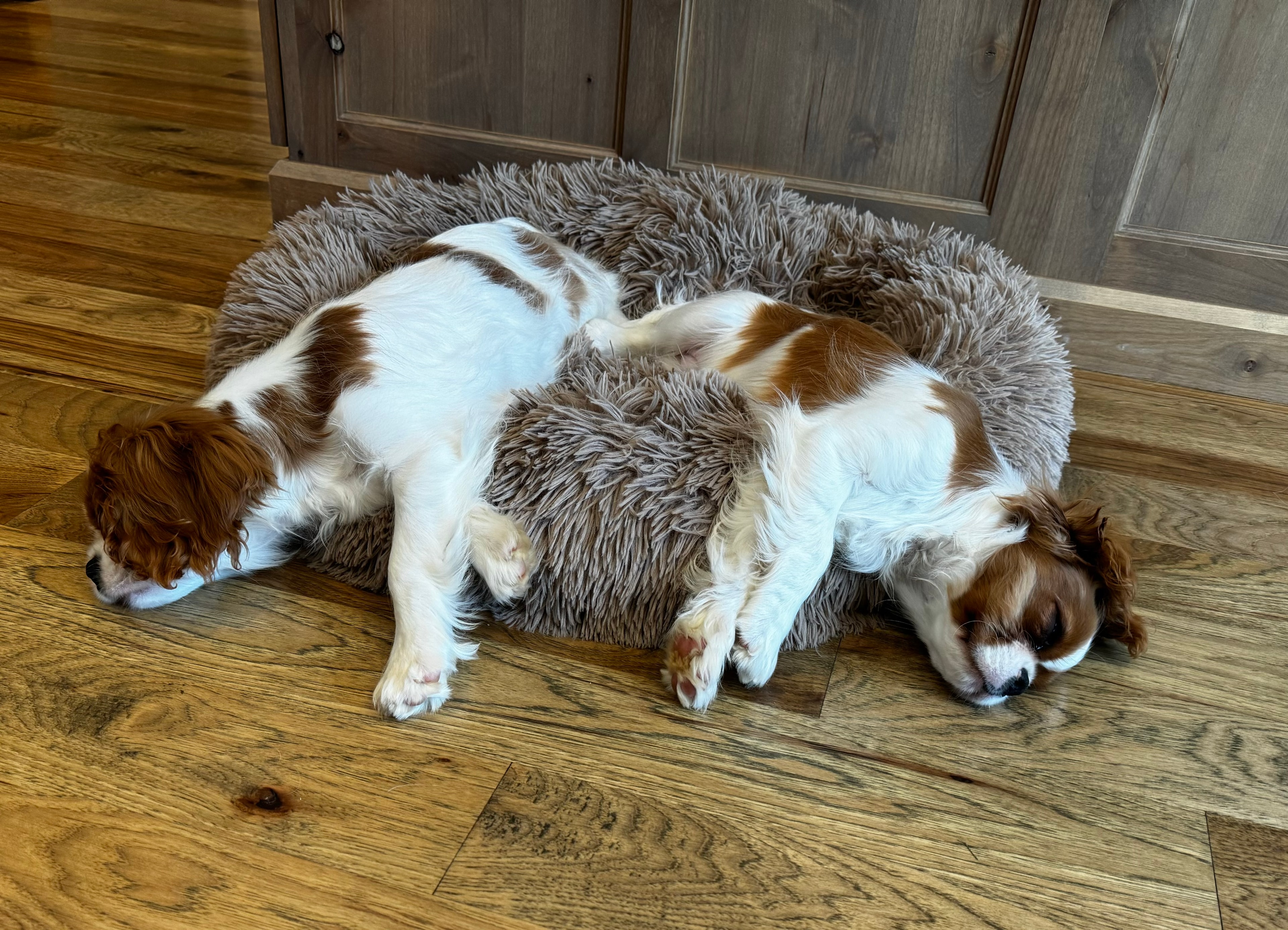 Owner spending time outdoors with a Cavalier King Charles Spaniel