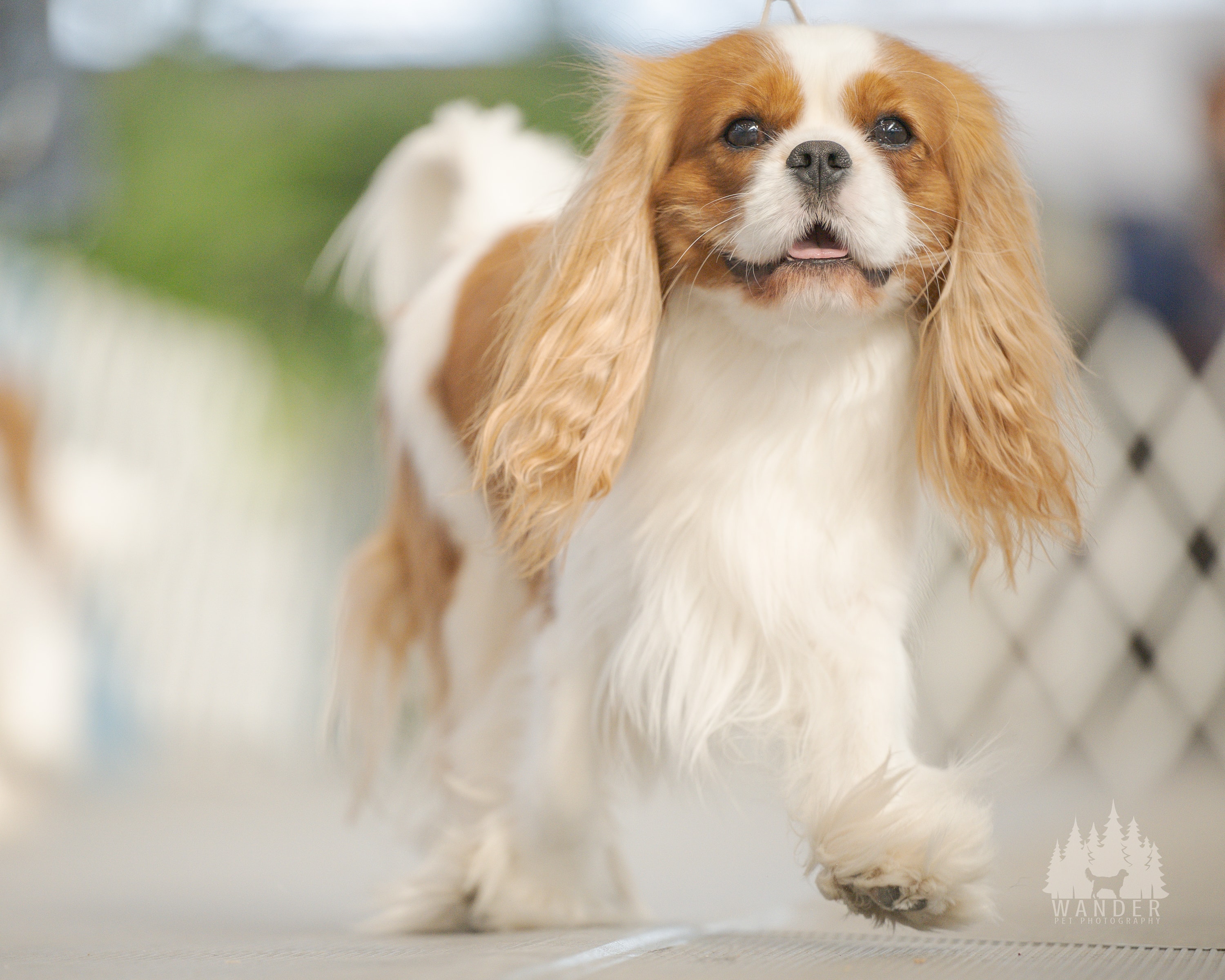 Simba, an AKC Champion Cavalier King Charles Spaniel
