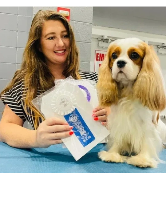 Brie, a Cavalier King Charles Spaniel, at a dog show