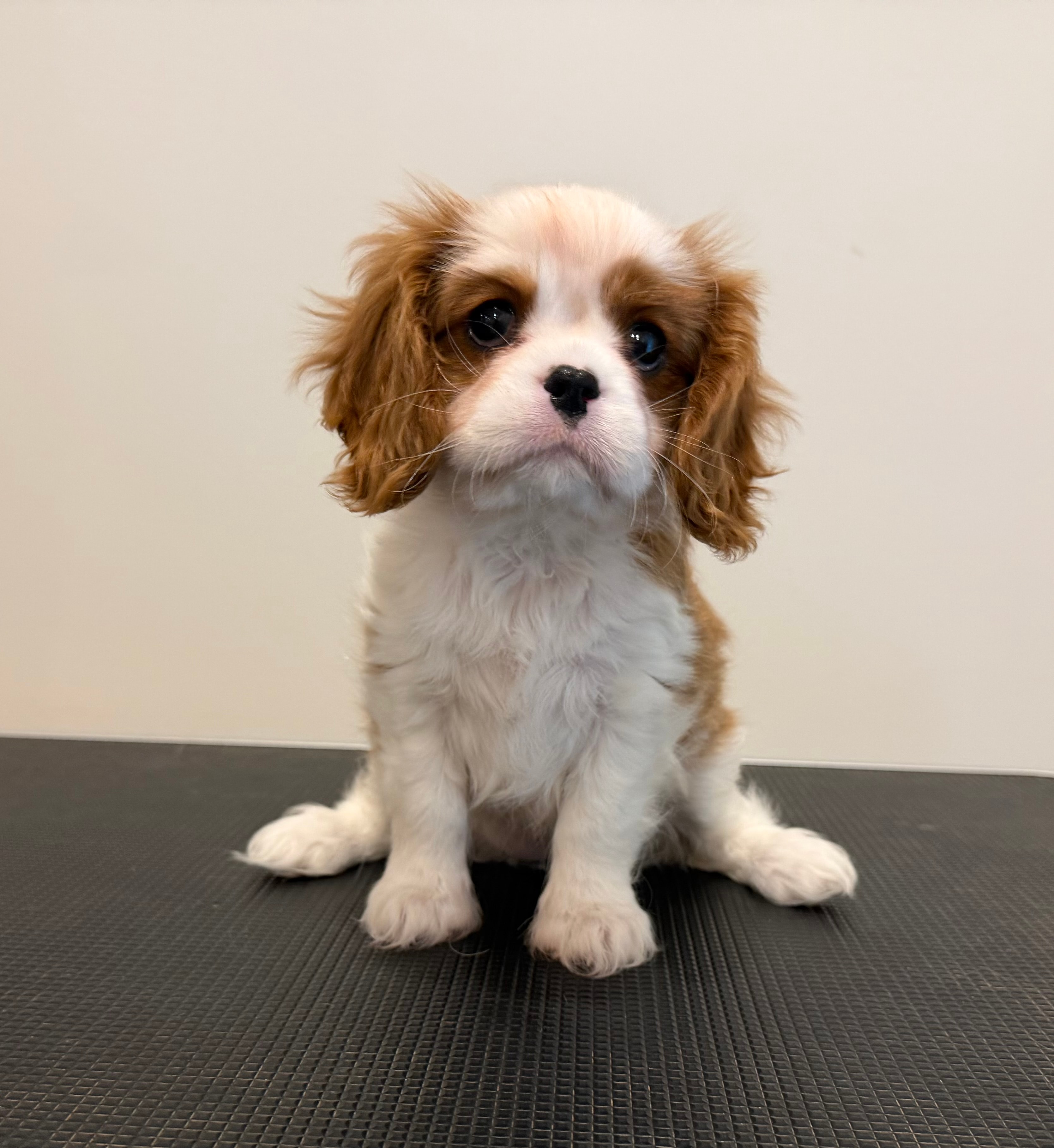 Nugget, a Cavalier King Charles Spaniel